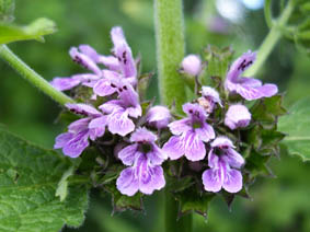 Brassica nigra